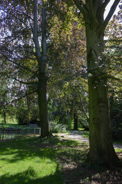 istock green springtime trees at city park 967504724