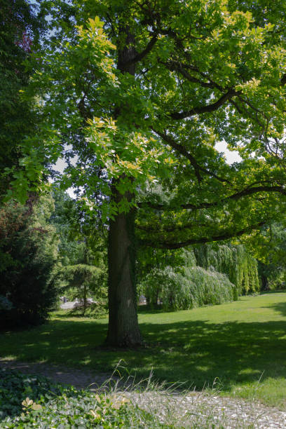istock green springtime trees at city park 967504740