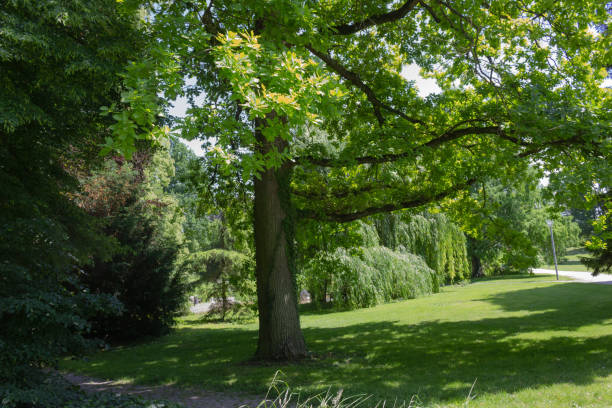 istock green springtime trees at city park 967504744