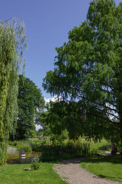 istock green springtime trees at city park 967504816