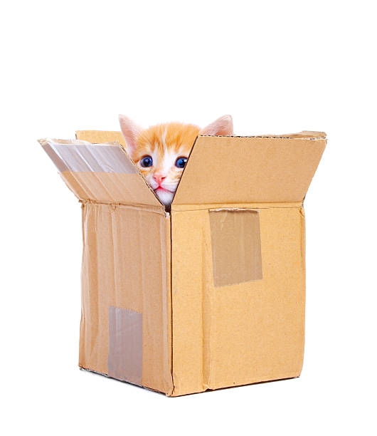 Kitten looking out from a cardboard box stock photo