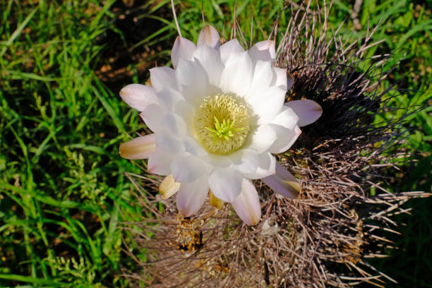 istock Beautiful white yellow cactus flowers, Argentina 967513834