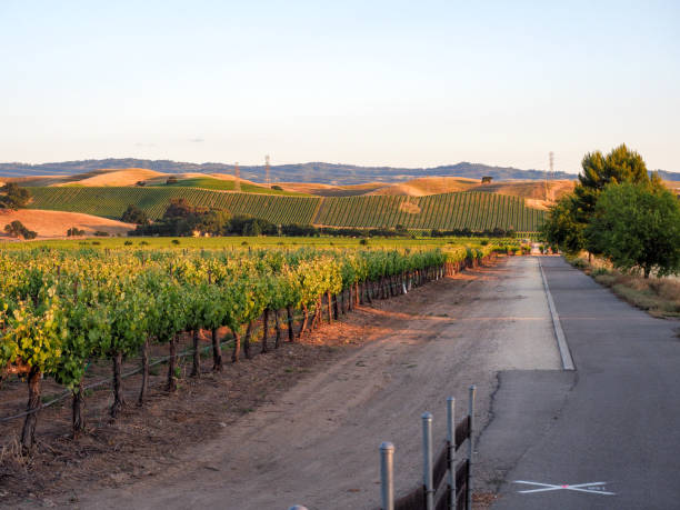 リバーモア ワイン カントリー、カリフォルニアの夕日ブドウ畑とバイク トレイル - usa scenics landscape rock ストックフォトと画像