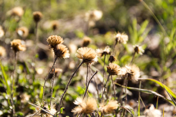 istock wild defocused autumn wild herbs background 967522224