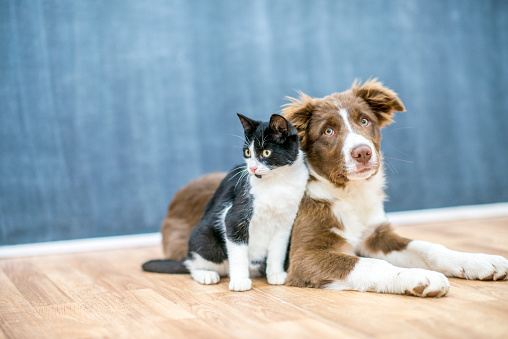 A cute cat and dog are sitting together on a floor. They are inside of a house.