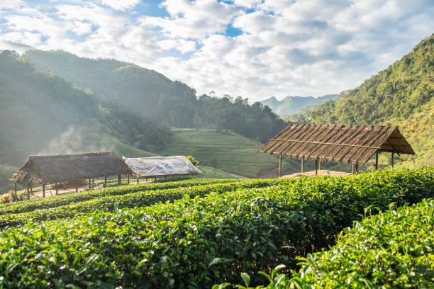 istock Tea plantation beautiful natural 967526198