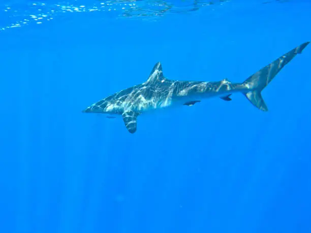 Photo of Silky Shark