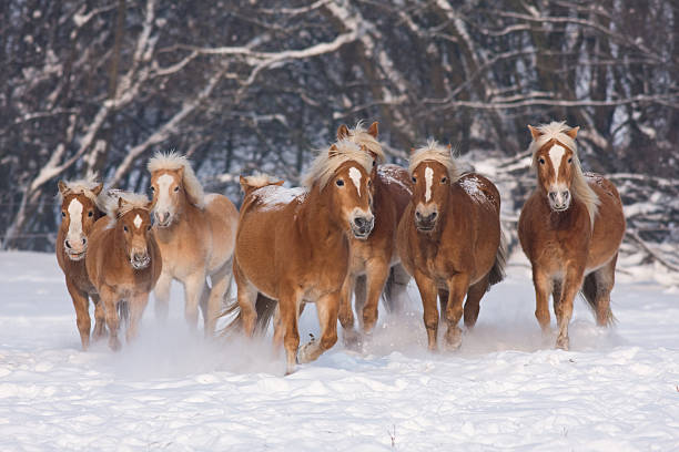 Muzzle (nose) of a red roan quarter horse with snow on his whiskers in a winter paddock.