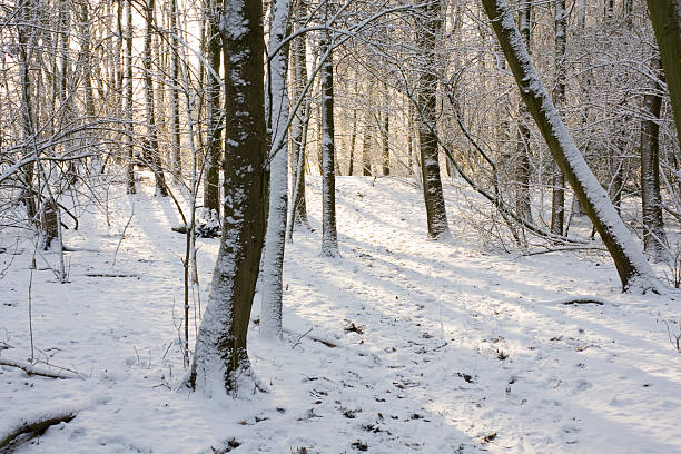 forest in winter stock photo