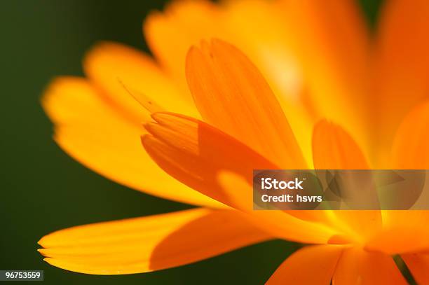 Fiorrancio Coltivato Calendula Officinalis - Fotografie stock e altre immagini di Arancione - Arancione, Capolino, Composizione orizzontale
