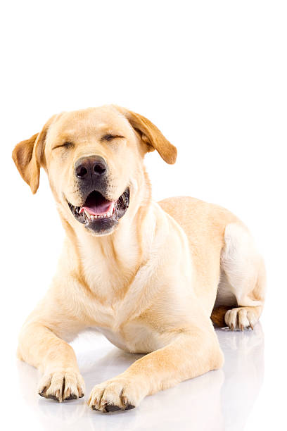 istock golden retriever posing in studio. Isolated on white 96754368
