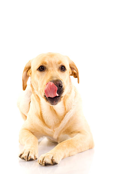 istock labrador retriever puppy licking his mouth 96754469