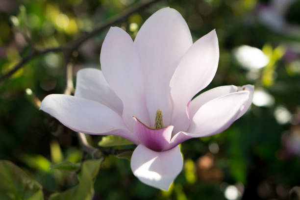 istock Spring flowers of Vancouver, BC 967552666