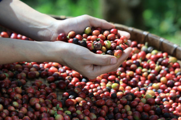istock The process of extracting quality coffee beans. 967556290