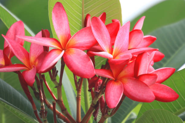istock Plumeria, Pink flowers full bloom. 967556676