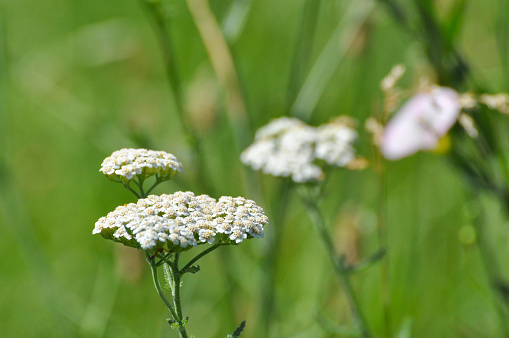 Wild flowers in meadow, useful for herbal medicine