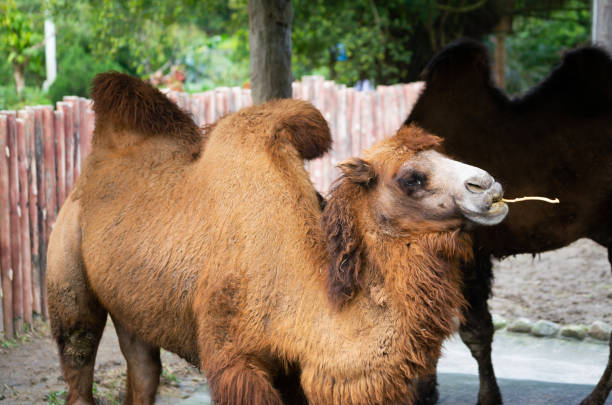 bactrian camel or camelus bactrianus with two humps - bactrianus imagens e fotografias de stock