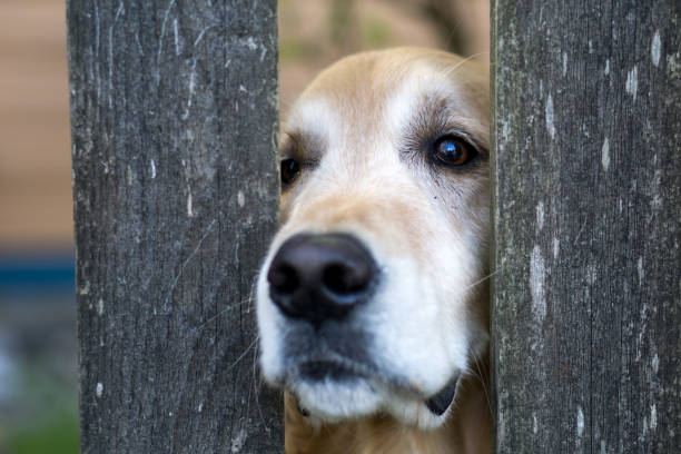 istock Outdoor Dogs 967560390