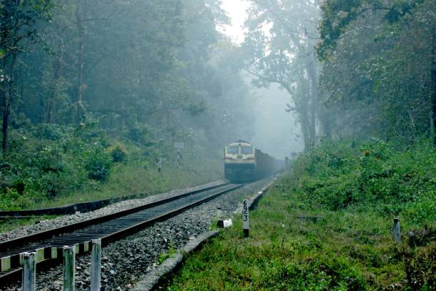 Beauty Of Indian Railways A train running through the woods in a foggy cold winter morning in Siliguri. india train stock pictures, royalty-free photos & images