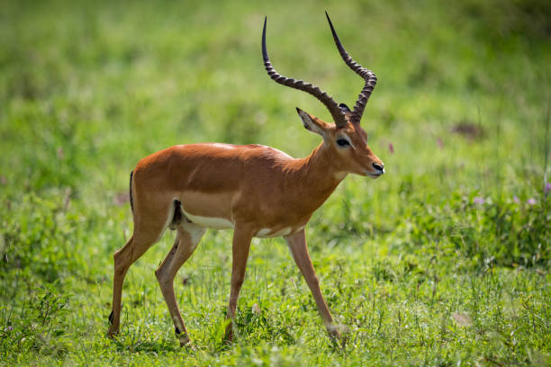 istock Male impala standing staring with head down 967564528