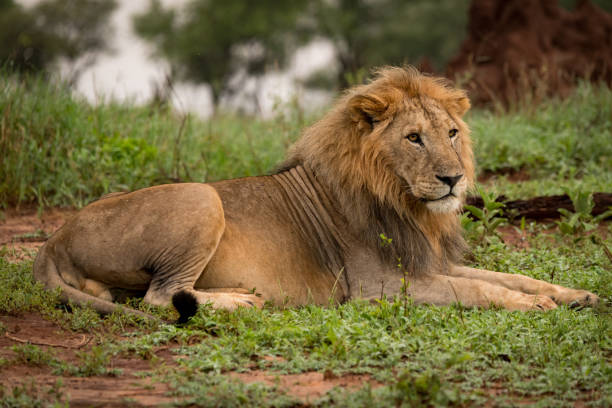istock Male lion lying in clearing beside trees 967575176