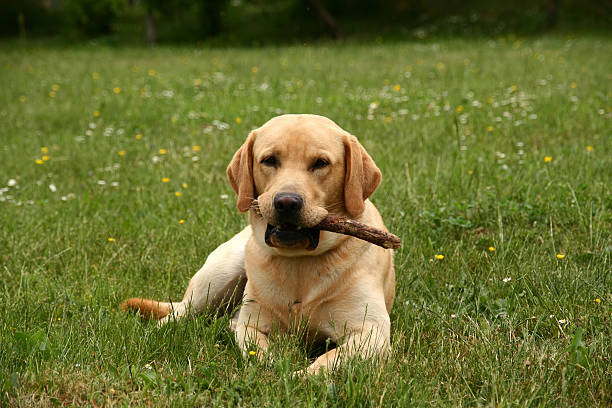 istock labrador playing with a wooden stick 96757653