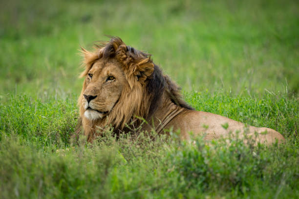 istock Male lion lying in grass looking left 967577394