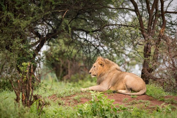 istock Male lion lying in woods on bank 967577542