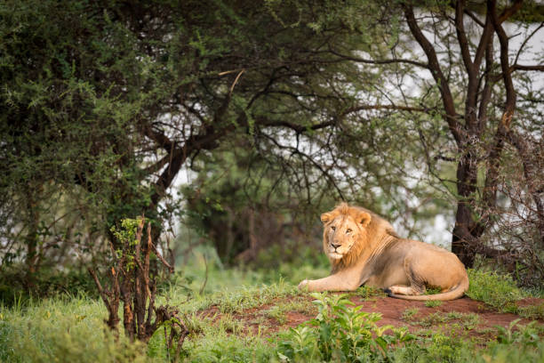 istock Male lion lying on mound in trees 967577978