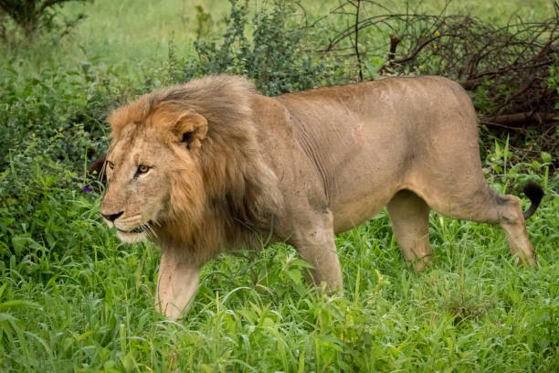 istock Male lion passes bushes in tall grass 967578070
