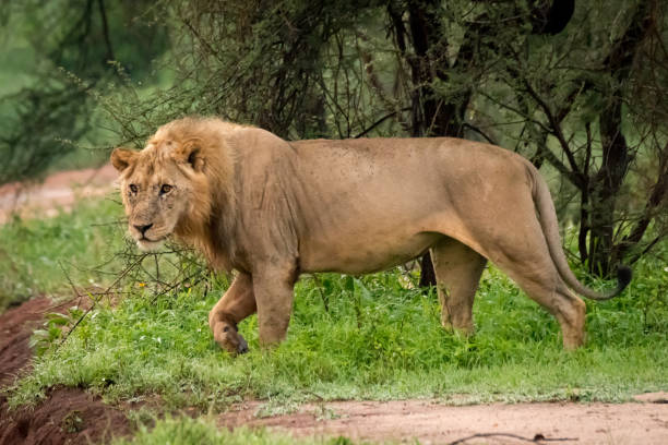 istock Male lion walks through trees towards road 967578638