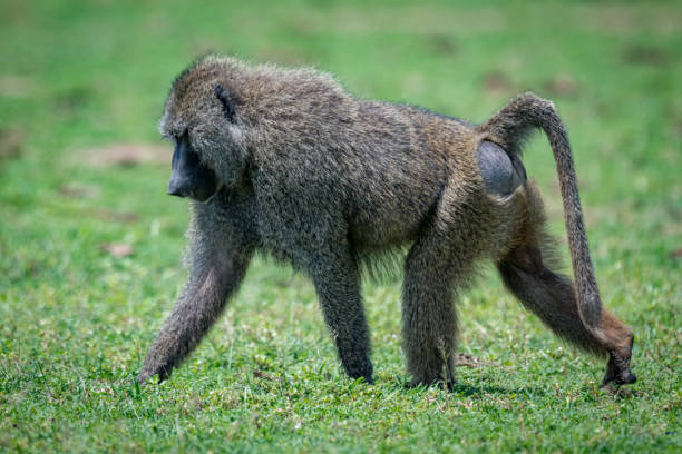 istock Male olive baboon crosses grassland in sunshine 967580618