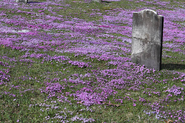 istock Blank Colonial Tombstone Amidst Graveyard Phlox 96758500