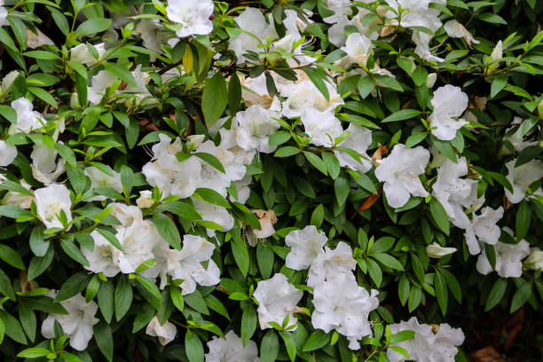 istock Beautiful blooming white rhododendron in the garden 967590182