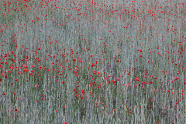 roter mohn auf grauem hintergrund - poppy flower opium poppy formal garden stock-fotos und bilder