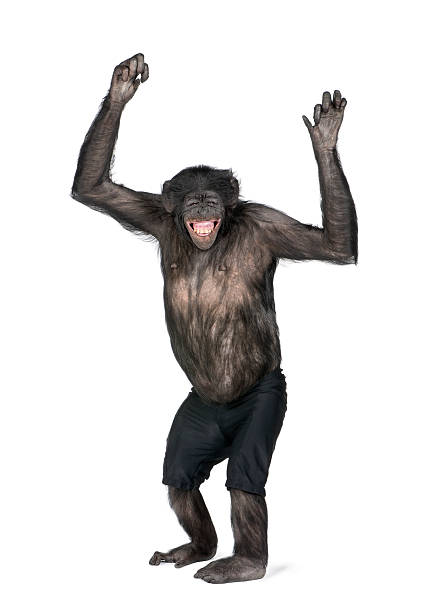 ポートレートの笑顔チンパンジーのショートパンツを腕を上げる - チンパンジー属 ストックフォトと画像