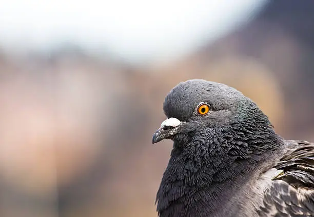 Photo of Pigeon portrait