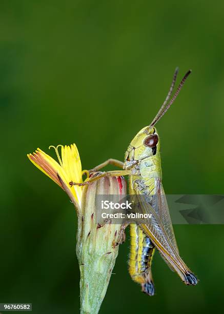 Gafanhotos Uma Flor - Fotografias de stock e mais imagens de Amarelo - Amarelo, Antena - Parte do corpo animal, Ao Ar Livre