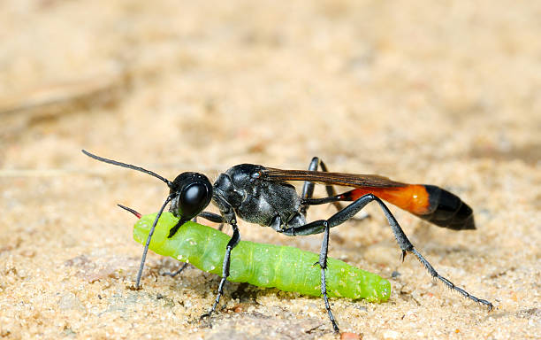istock Wasp Ammophila sabulosa with prey 96760596