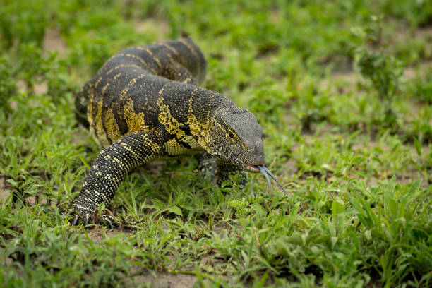 Monitor lizard crawls forward with tongue out Monitor lizard crawls forward with tongue out monitor lizard stock pictures, royalty-free photos & images