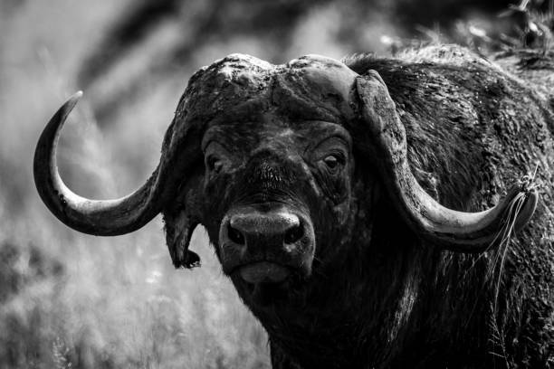 istock Mono close-up of Cape buffalo facing camera 967606468