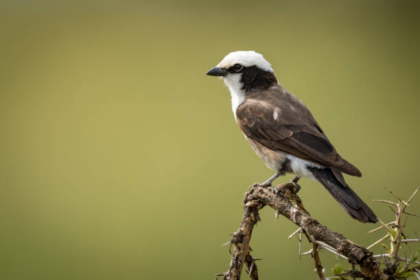 istock Northern white-crowned shrike on branch facing left 967607340
