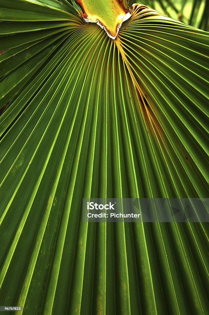 Palm Leaf Design - Lizenzfrei Abstrakt Stock-Foto