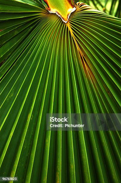 Palm Leaf Design Stockfoto und mehr Bilder von Abstrakt - Abstrakt, Baum, Bildhintergrund