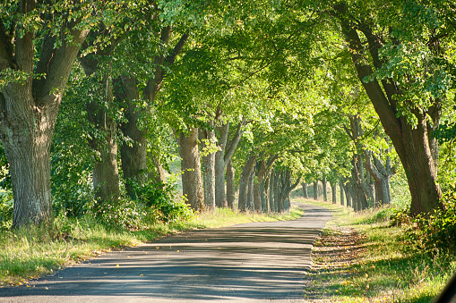 The narrow asphalt road enters picturesquely lit by the strong, summer sun of deciduous trees