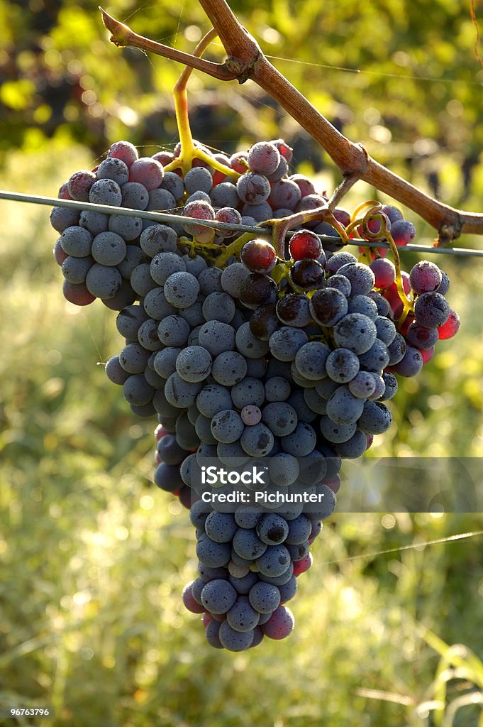 Chianti-Weintrauben - Lizenzfrei Nutzpflanze Stock-Foto