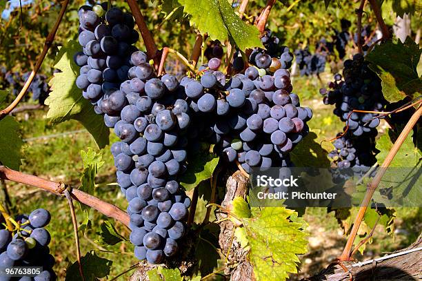 Winogrona Na Winorośli - zdjęcia stockowe i więcej obrazów Bez ludzi - Bez ludzi, Czerwone winogrono, Dojrzały