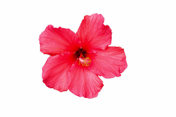 red hibiscus jaba flower isolated on white with clipping path