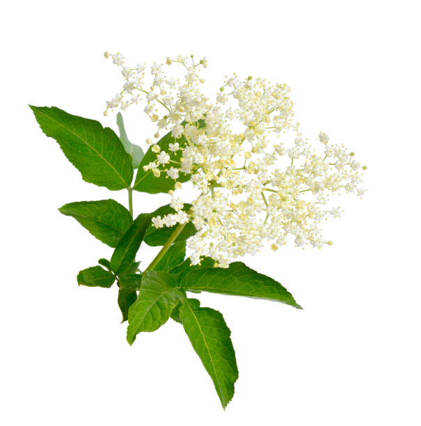 istock Elderberry flower and leaves isolated on white backgroun 967646800