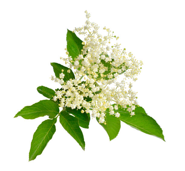istock Elderberry flower and leaves isolated on white backgroun 967646940